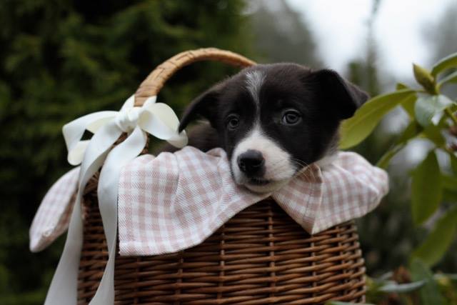 1916305_10153852090220673_1113022086010461794_n