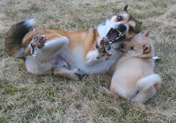 1931150_60478145672_2662_n